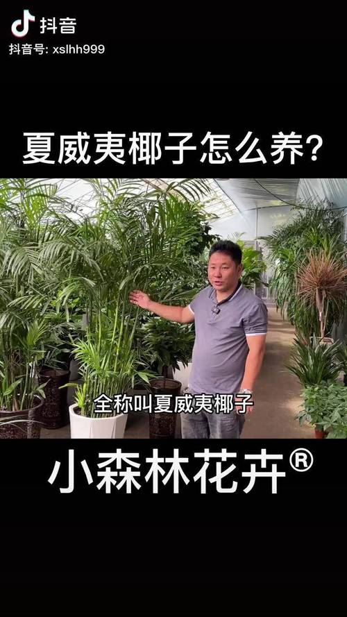 夏威夷椰子长的慢？夏威夷椰子长太高了怎么办？-第5张图片-优品飞百科