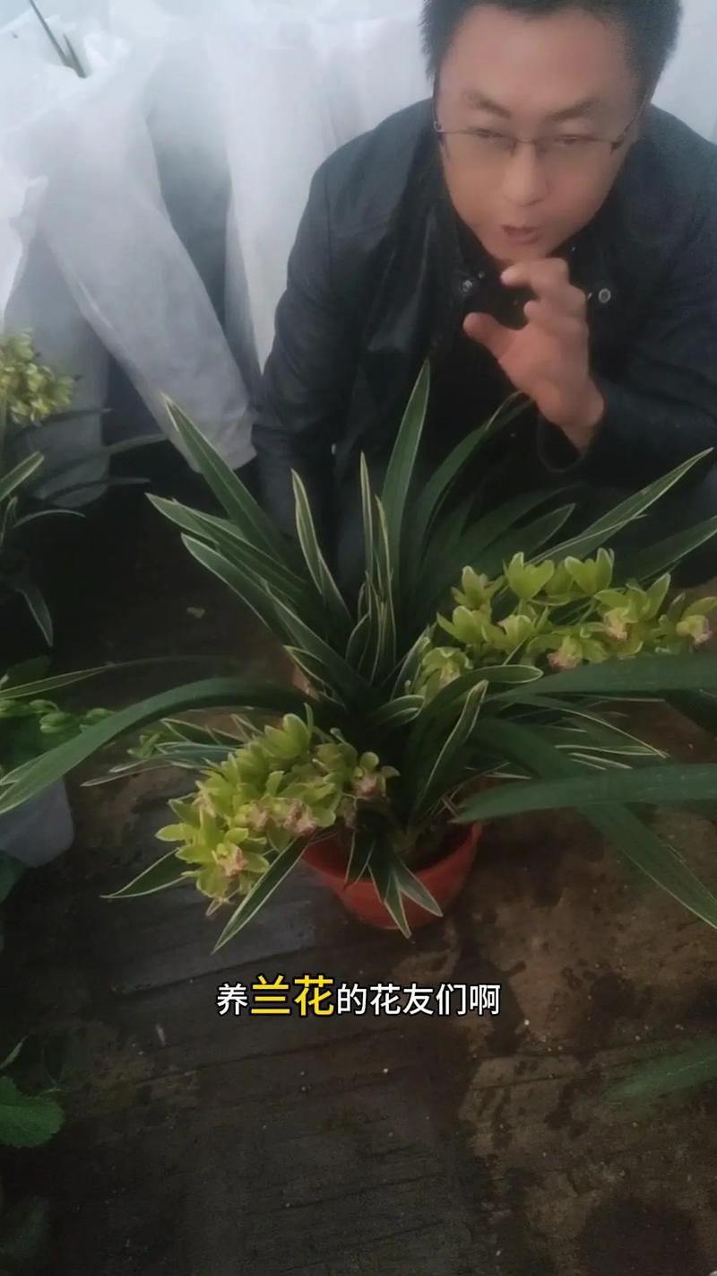 大头兰怎么养，大头兰怎么养殖？-第4张图片-优品飞百科
