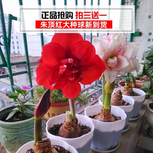 大头兰怎么养，大头兰怎么养殖？-第5张图片-优品飞百科