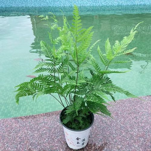 新买的凤尾蕨怎么养，凤尾蕨盆栽？