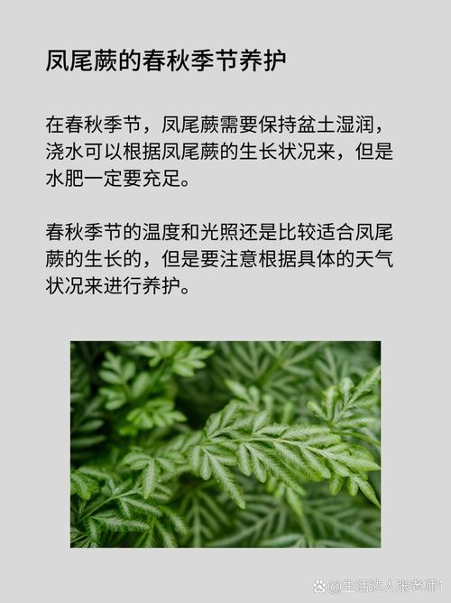 新买的凤尾蕨怎么养，凤尾蕨盆栽？-第2张图片-优品飞百科