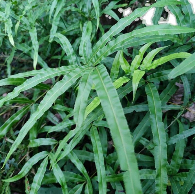 新买的凤尾蕨怎么养，凤尾蕨盆栽？-第4张图片-优品飞百科