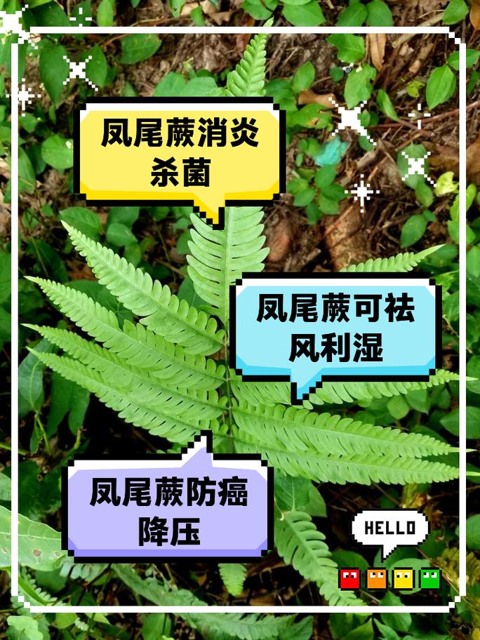 新买的凤尾蕨怎么养，凤尾蕨盆栽？-第6张图片-优品飞百科