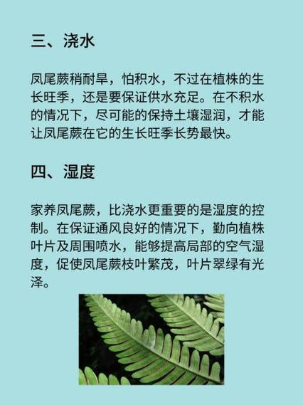 新买的凤尾蕨怎么养，凤尾蕨盆栽？-第5张图片-优品飞百科