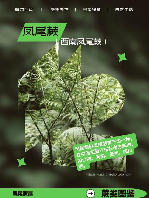 新买的凤尾蕨怎么养，凤尾蕨盆栽？-第7张图片-优品飞百科