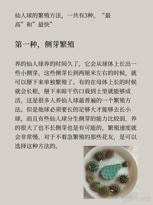 仙人球的养殖方法和注意事项，嫁接仙人球的养殖方法和注意事项？