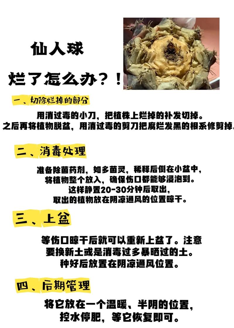 仙人球的养殖方法和注意事项，嫁接仙人球的养殖方法和注意事项？-第2张图片-优品飞百科