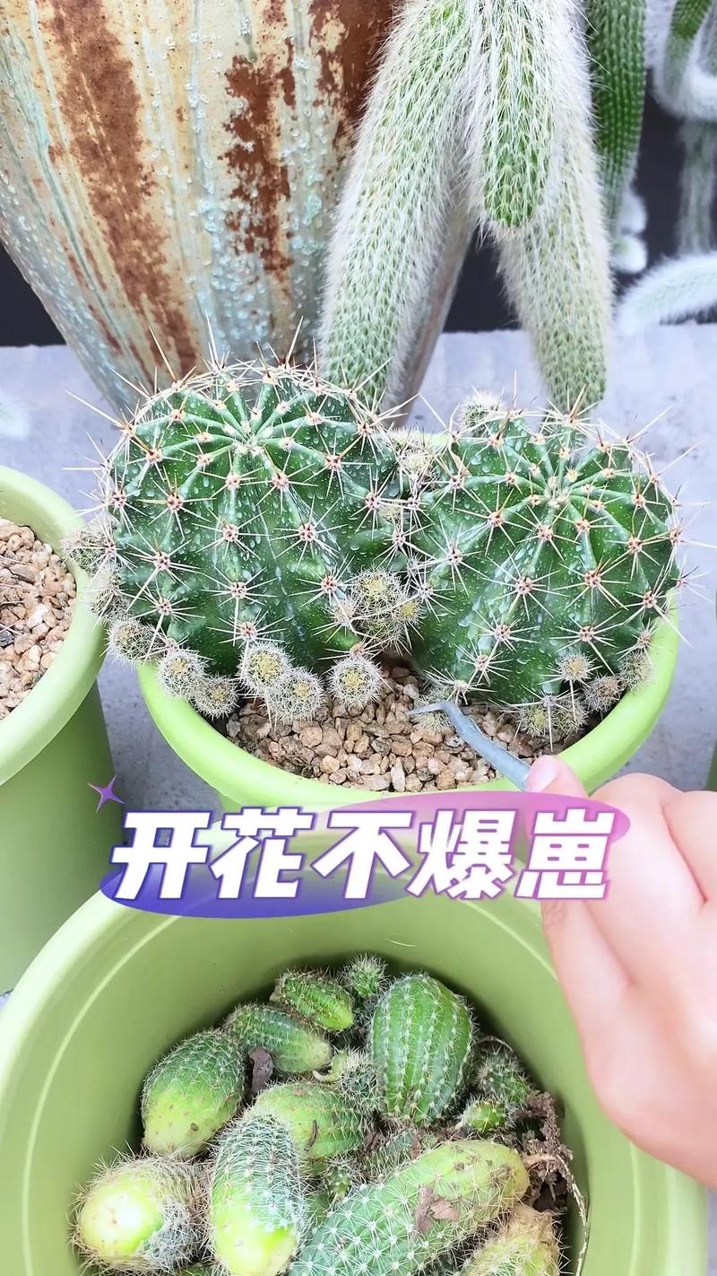 仙人球的养殖方法和注意事项，嫁接仙人球的养殖方法和注意事项？-第5张图片-优品飞百科