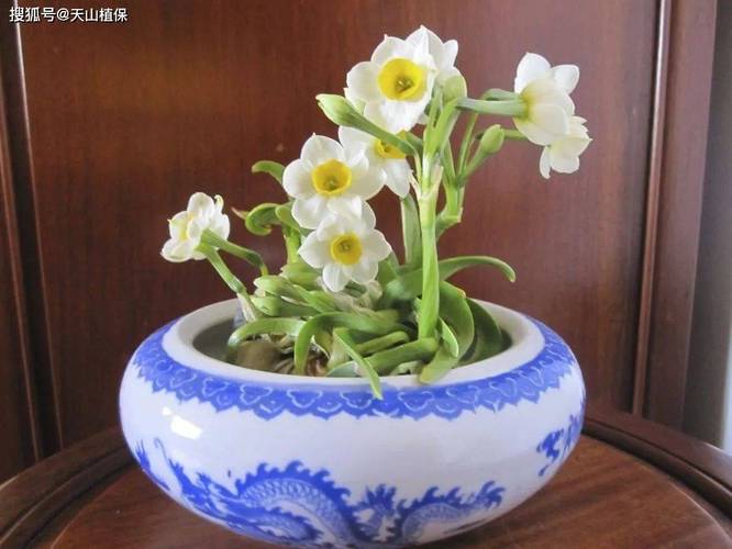 洋水仙怎么施肥和浇水？洋水仙施什么肥？-第2张图片-优品飞百科