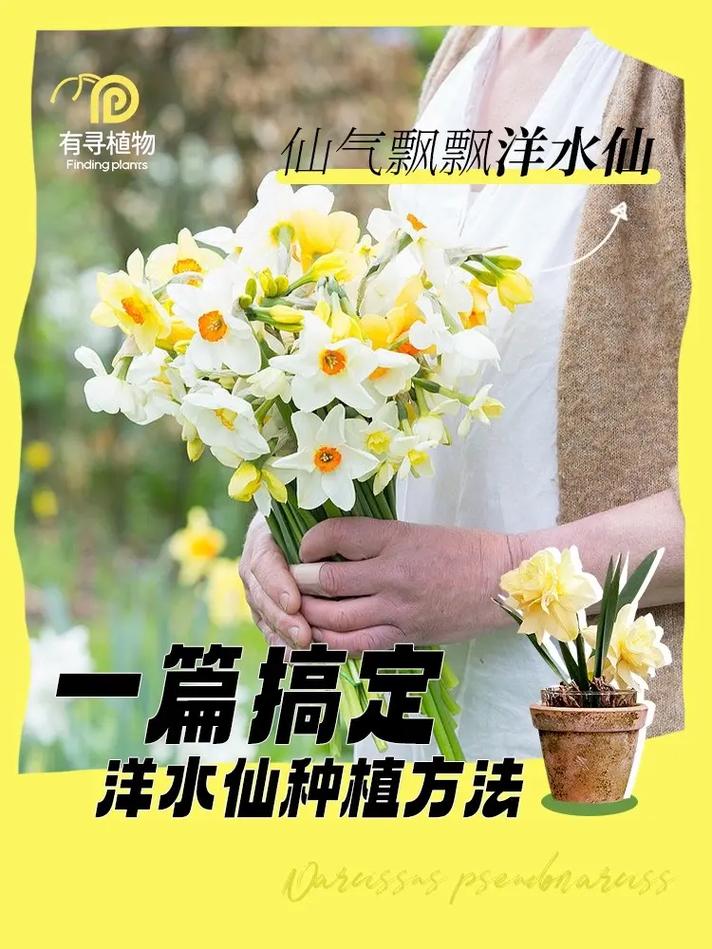洋水仙怎么施肥和浇水？洋水仙施什么肥？-第3张图片-优品飞百科