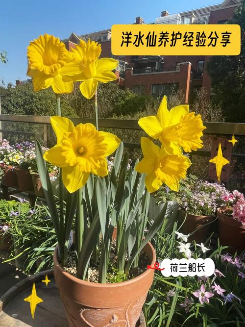 洋水仙怎么施肥和浇水？洋水仙施什么肥？-第4张图片-优品飞百科