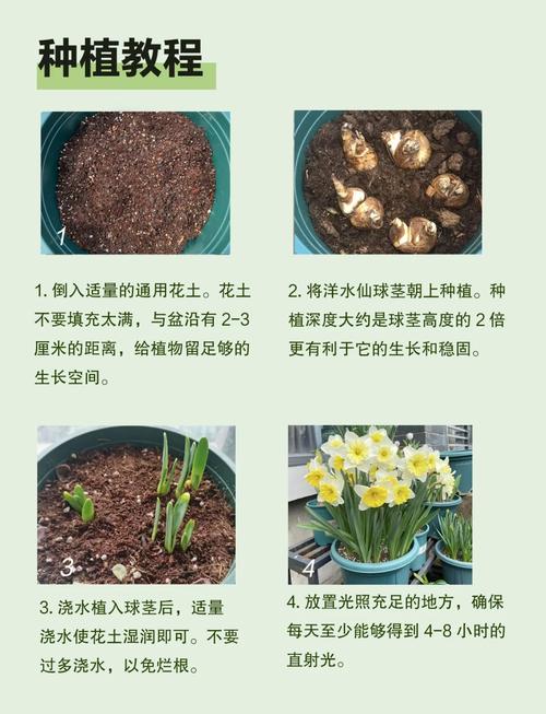 洋水仙怎么施肥和浇水？洋水仙施什么肥？-第5张图片-优品飞百科