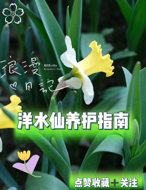 洋水仙怎么施肥和浇水？洋水仙施什么肥？-第6张图片-优品飞百科