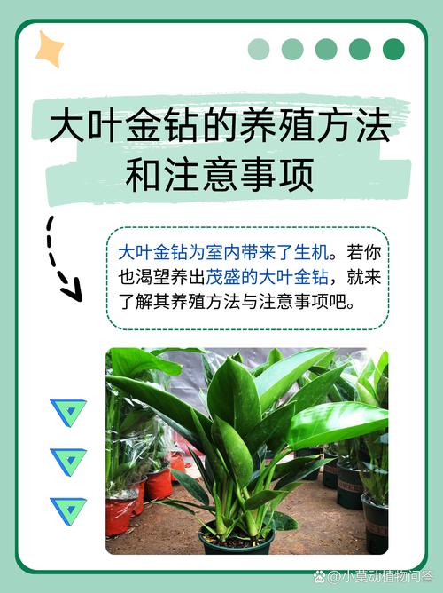 盆栽金钻用什么肥，金钻施什么肥叶子长得好？-第2张图片-优品飞百科