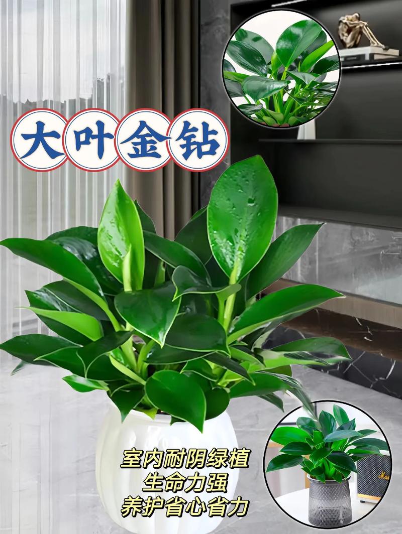 盆栽金钻用什么肥，金钻施什么肥叶子长得好？-第4张图片-优品飞百科