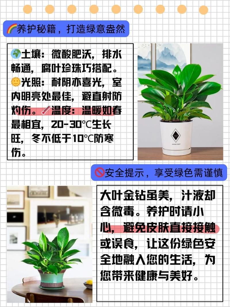 盆栽金钻用什么肥，金钻施什么肥叶子长得好？-第5张图片-优品飞百科