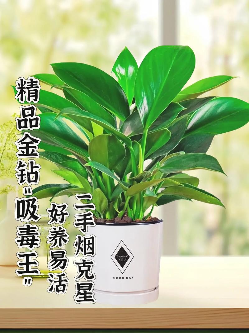 盆栽金钻用什么肥，金钻施什么肥叶子长得好？-第6张图片-优品飞百科