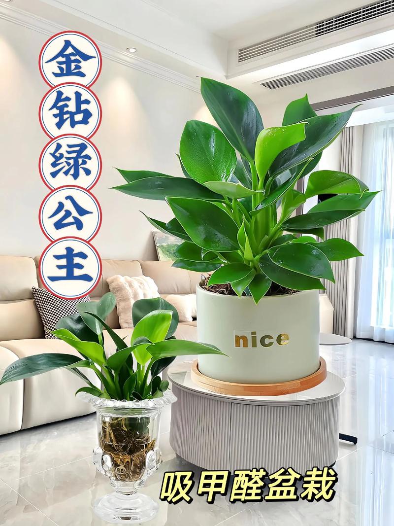 盆栽金钻用什么肥，金钻施什么肥叶子长得好？-第7张图片-优品飞百科