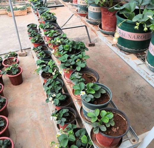 冬季草莓的种植方法，冬季草莓的养殖方法和注意事项？-第3张图片-优品飞百科