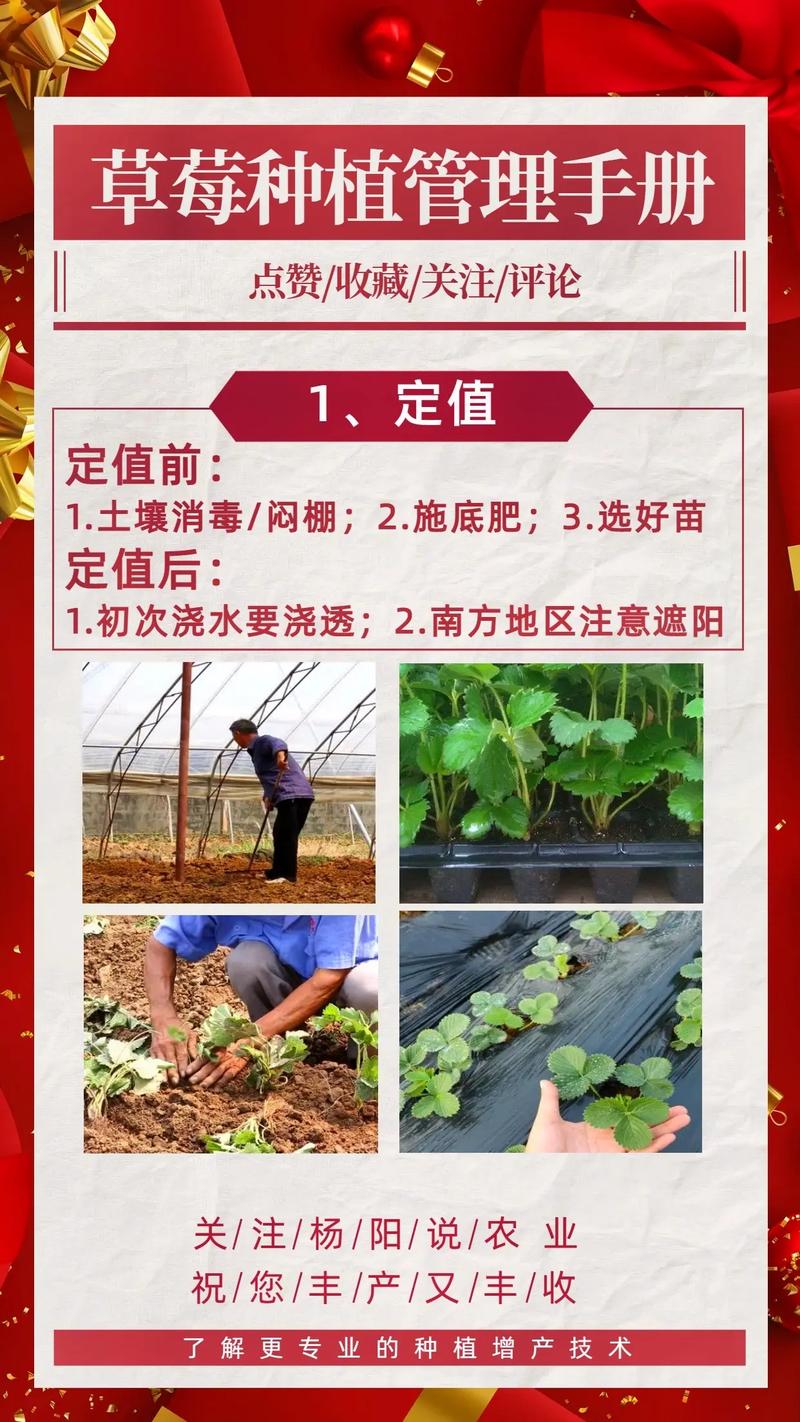 冬季草莓的种植方法，冬季草莓的养殖方法和注意事项？-第6张图片-优品飞百科
