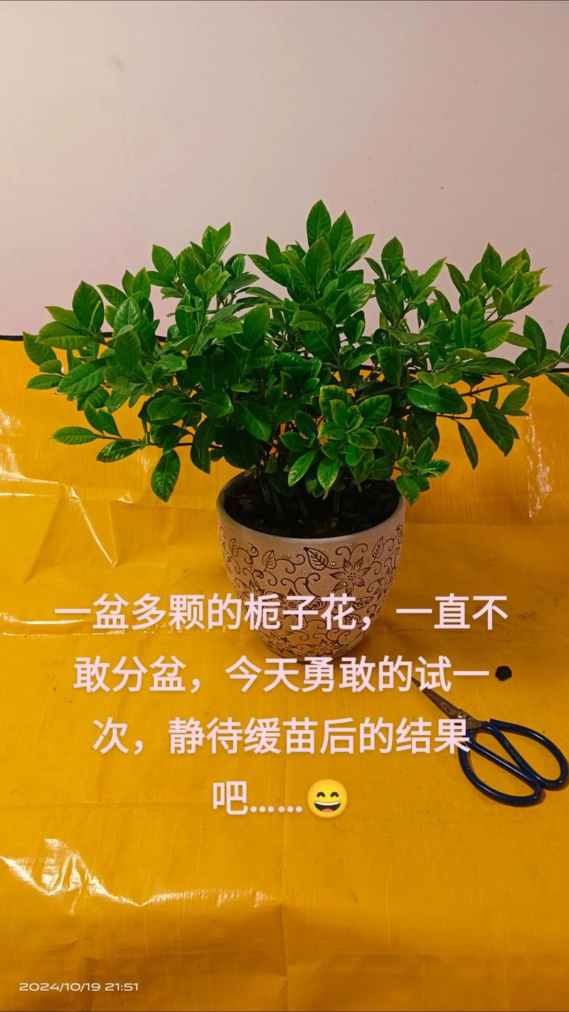 栀子花怎么缓苗？栀子花怎样才算是缓苗成功？