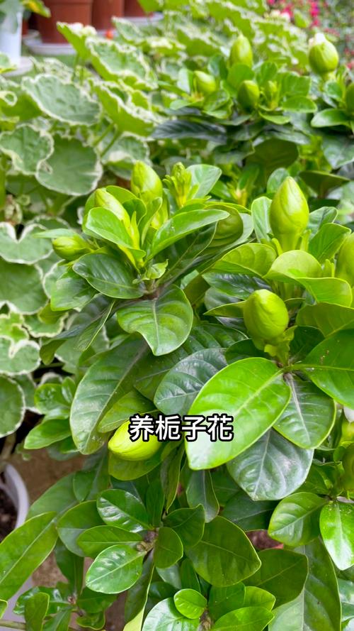 栀子花怎么缓苗？栀子花怎样才算是缓苗成功？-第3张图片-优品飞百科
