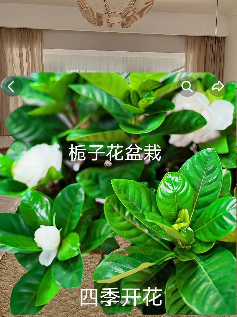 栀子花怎么缓苗？栀子花怎样才算是缓苗成功？-第5张图片-优品飞百科