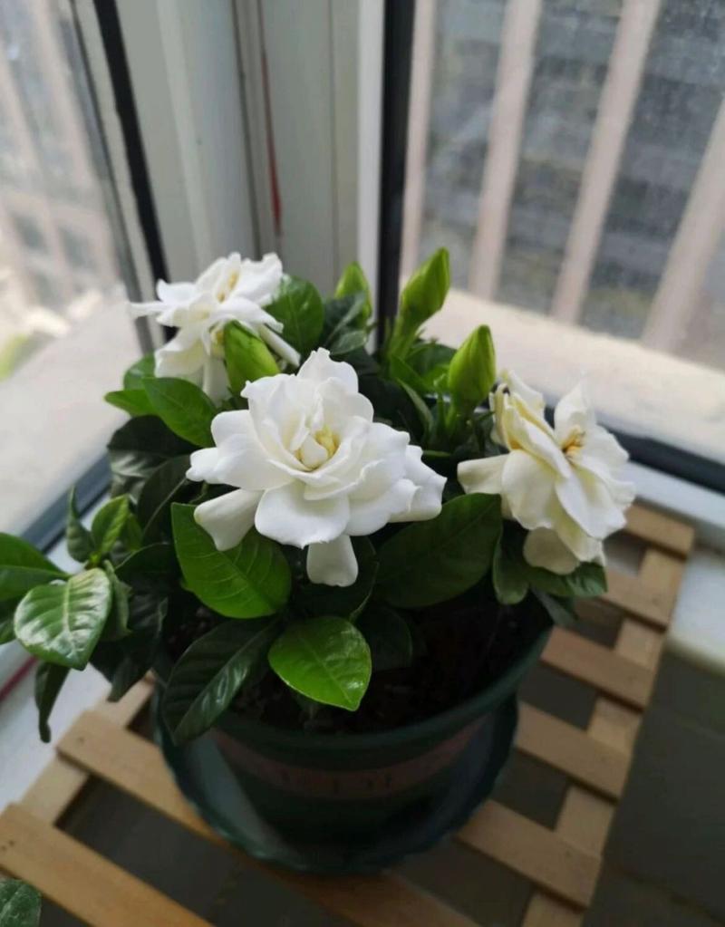 栀子花怎么缓苗？栀子花怎样才算是缓苗成功？-第8张图片-优品飞百科