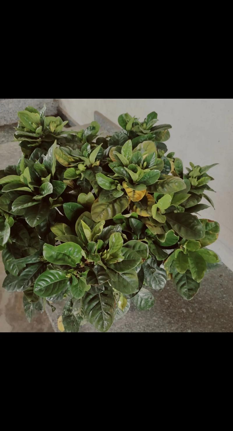 栀子花怎么缓苗？栀子花怎样才算是缓苗成功？-第7张图片-优品飞百科