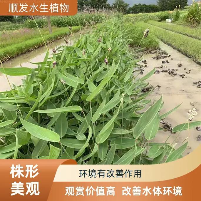 再力花的养殖及注意事项？再力花图片及药用功效？