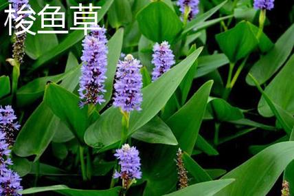 再力花的养殖及注意事项？再力花图片及药用功效？-第5张图片-优品飞百科