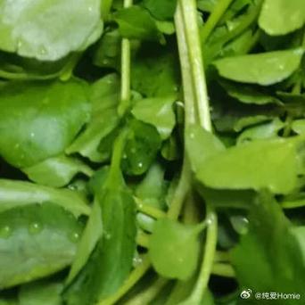 水田芥的种植方法，水田芥的种植方法有哪些-第2张图片-优品飞百科