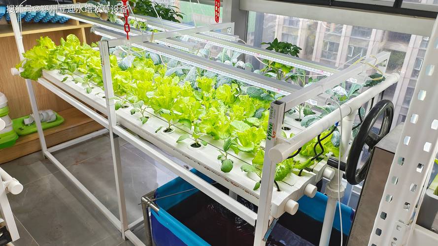 水田芥的种植方法，水田芥的种植方法有哪些-第3张图片-优品飞百科