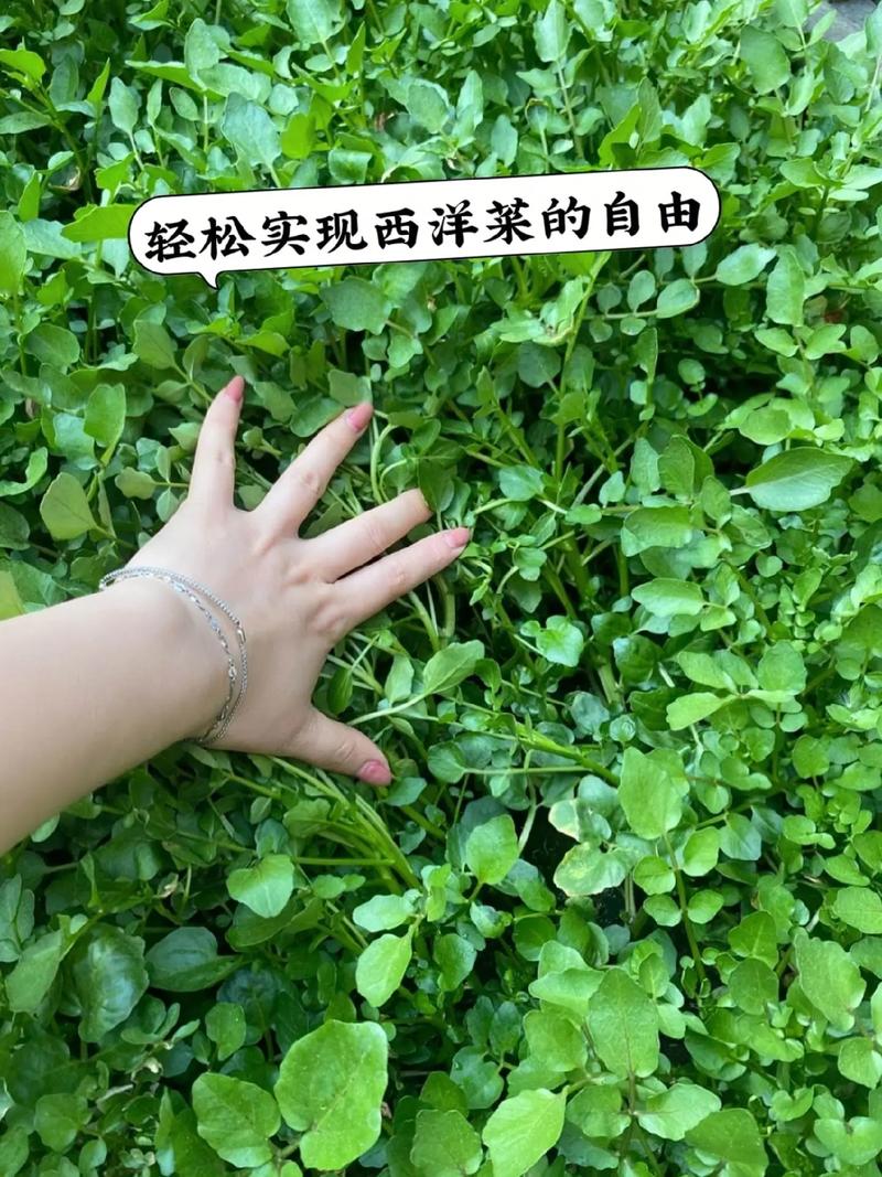 水田芥的种植方法，水田芥的种植方法有哪些-第4张图片-优品飞百科