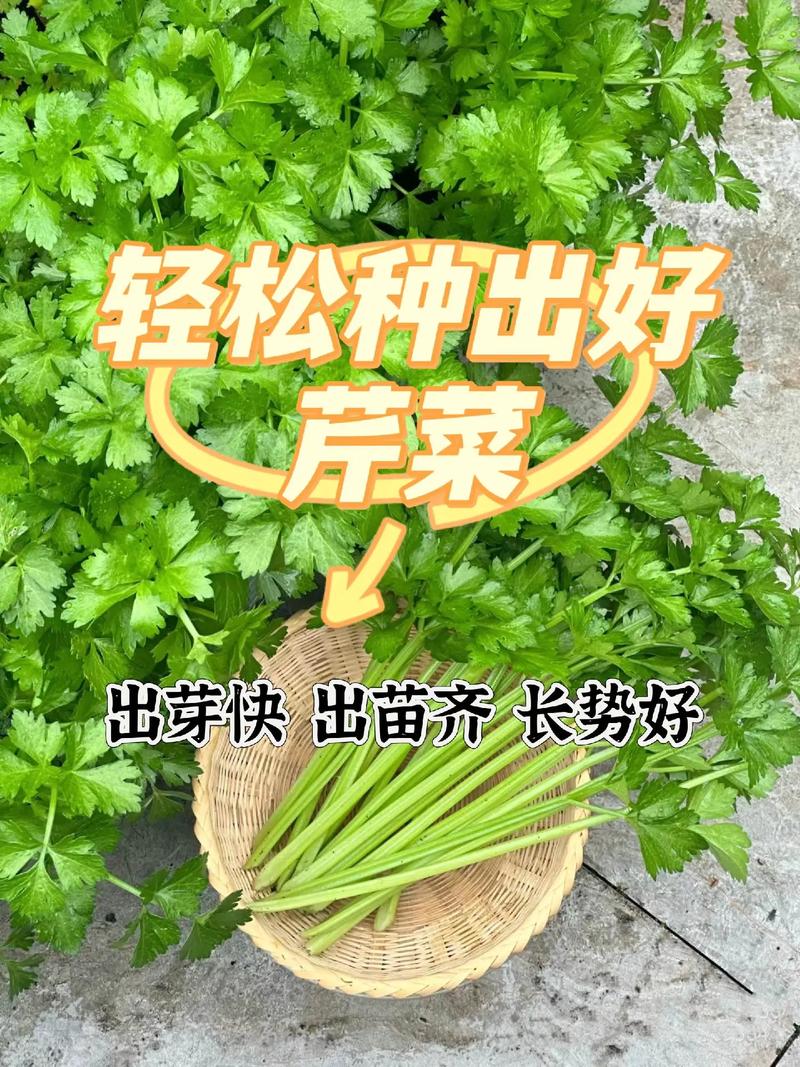 水田芥的种植方法，水田芥的种植方法有哪些-第7张图片-优品飞百科