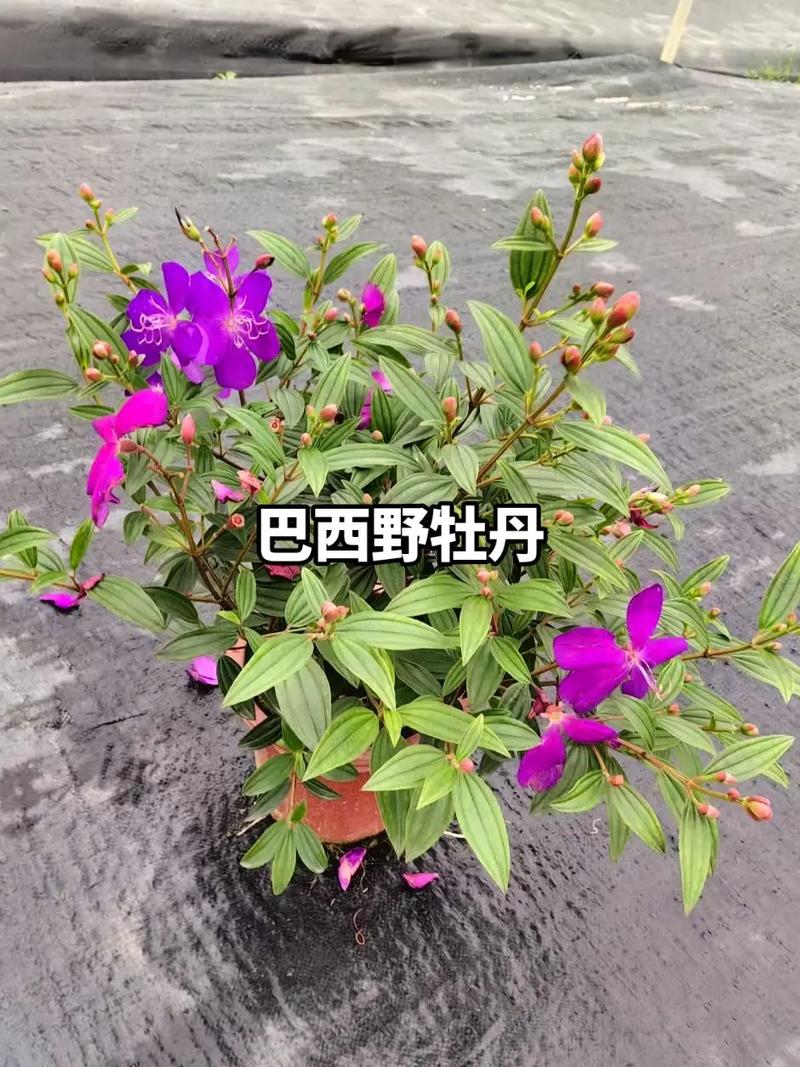 多花野牡丹种子怎么种，多花野牡丹的功效-第2张图片-优品飞百科