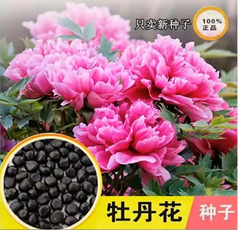 多花野牡丹种子怎么种，多花野牡丹的功效-第3张图片-优品飞百科
