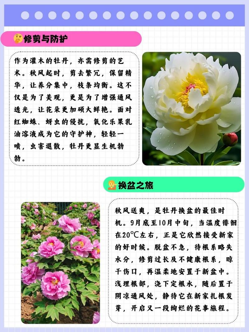 多花野牡丹种子怎么种，多花野牡丹的功效-第4张图片-优品飞百科