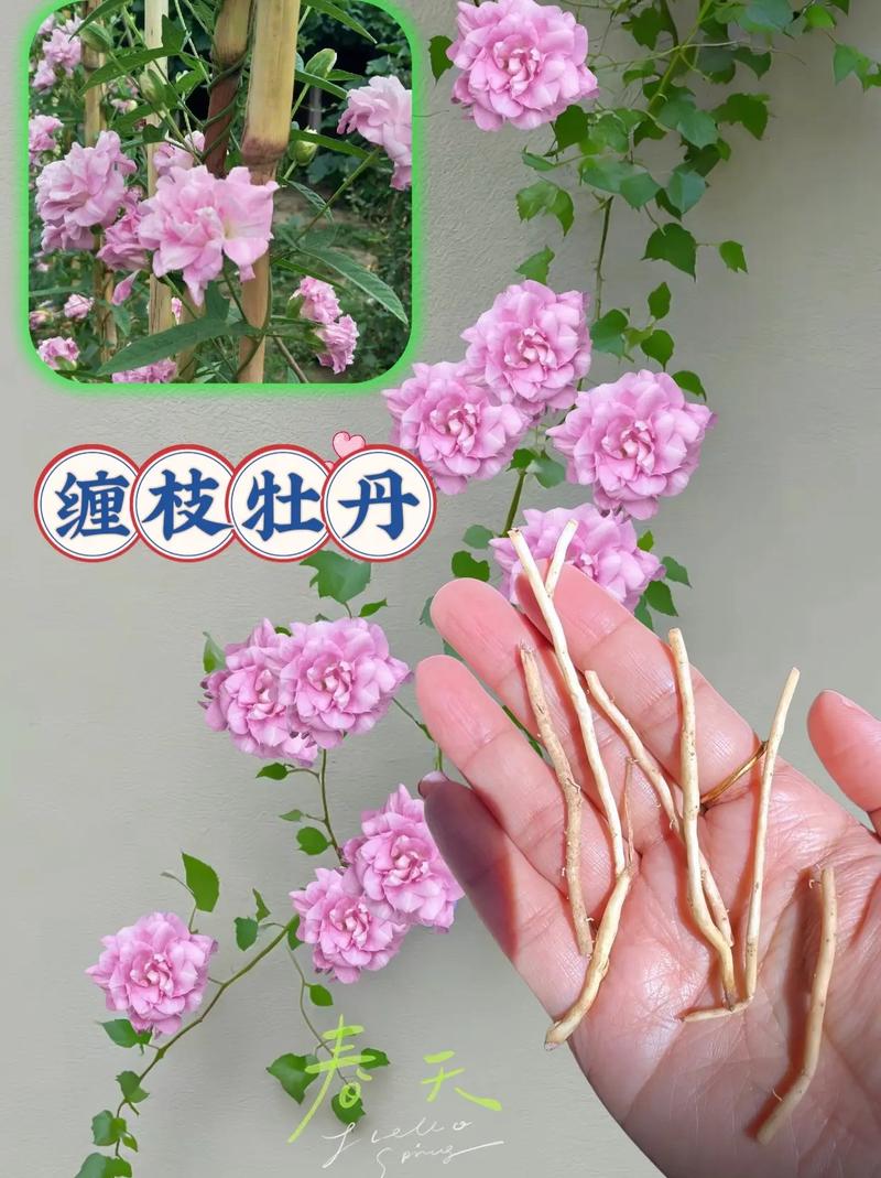 多花野牡丹种子怎么种，多花野牡丹的功效-第7张图片-优品飞百科