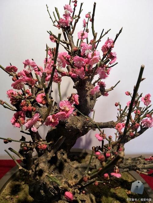 梅花苗怎么种植？梅花苗怎么种植视频？