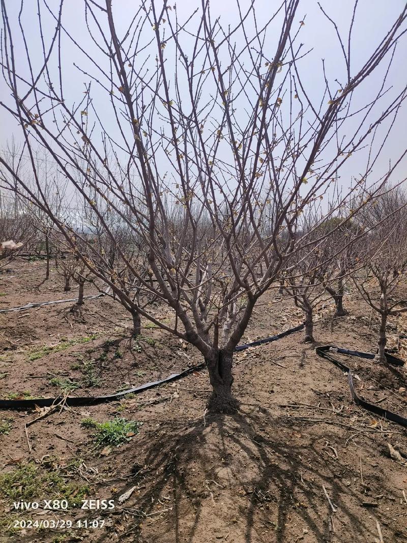 梅花苗怎么种植？梅花苗怎么种植视频？-第2张图片-优品飞百科