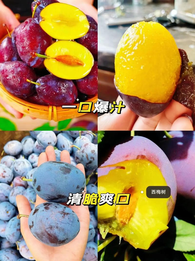 梅花苗怎么种植？梅花苗怎么种植视频？-第3张图片-优品飞百科
