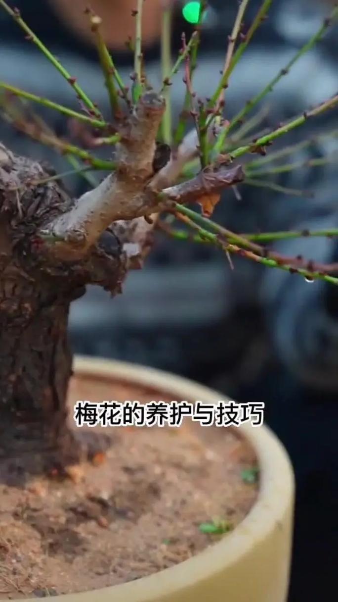 梅花苗怎么种植？梅花苗怎么种植视频？-第4张图片-优品飞百科