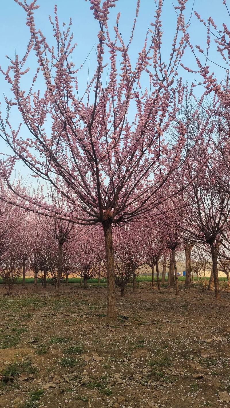 梅花苗怎么种植？梅花苗怎么种植视频？-第6张图片-优品飞百科