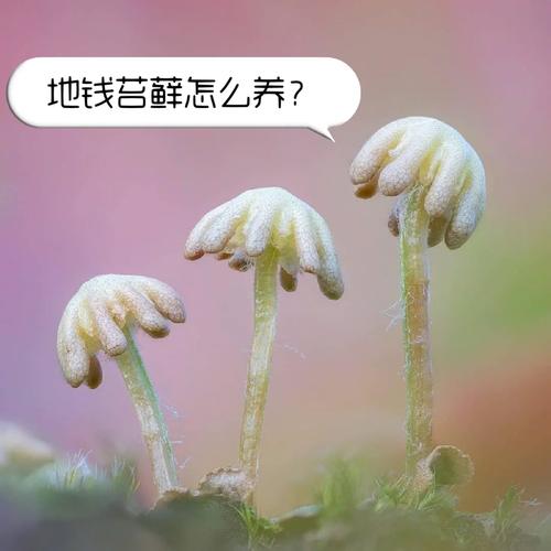 地钱是什么植物，地钱是什么植物门