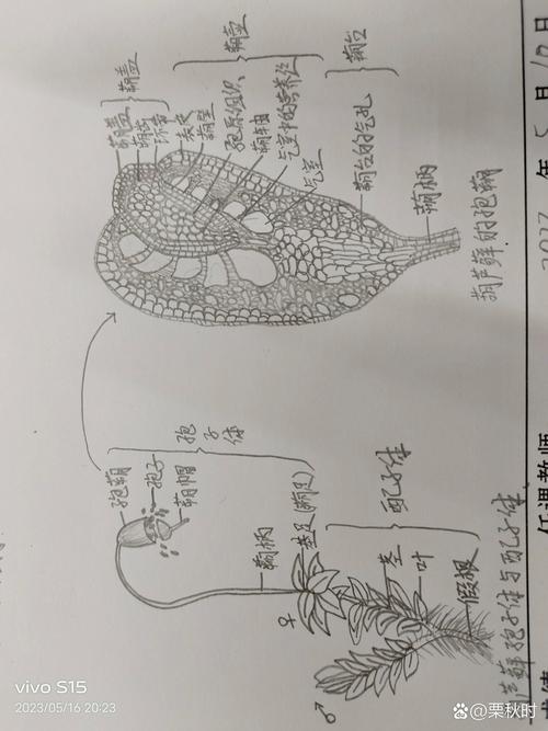 地钱是什么植物，地钱是什么植物门-第3张图片-优品飞百科