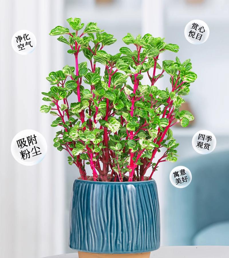 地钱是什么植物，地钱是什么植物门-第2张图片-优品飞百科
