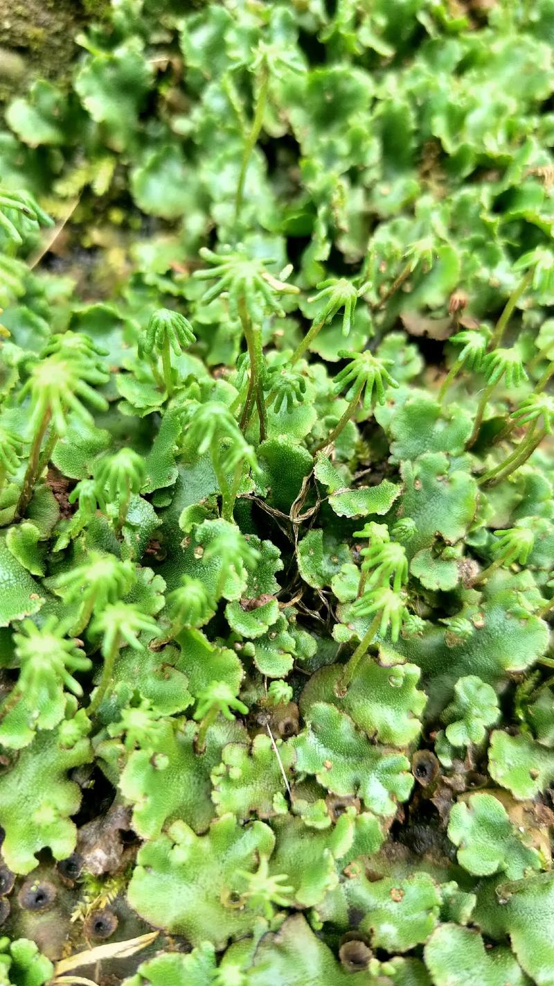 地钱是什么植物，地钱是什么植物门-第6张图片-优品飞百科