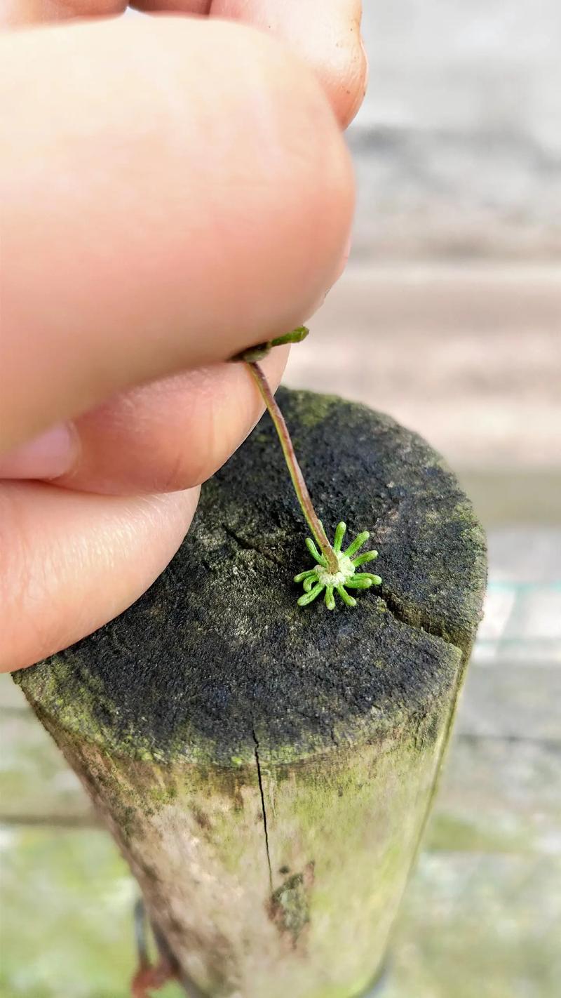 地钱是什么植物，地钱是什么植物门-第8张图片-优品飞百科