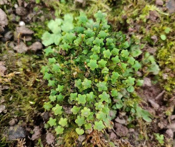 地钱是什么植物，地钱是什么植物门-第7张图片-优品飞百科